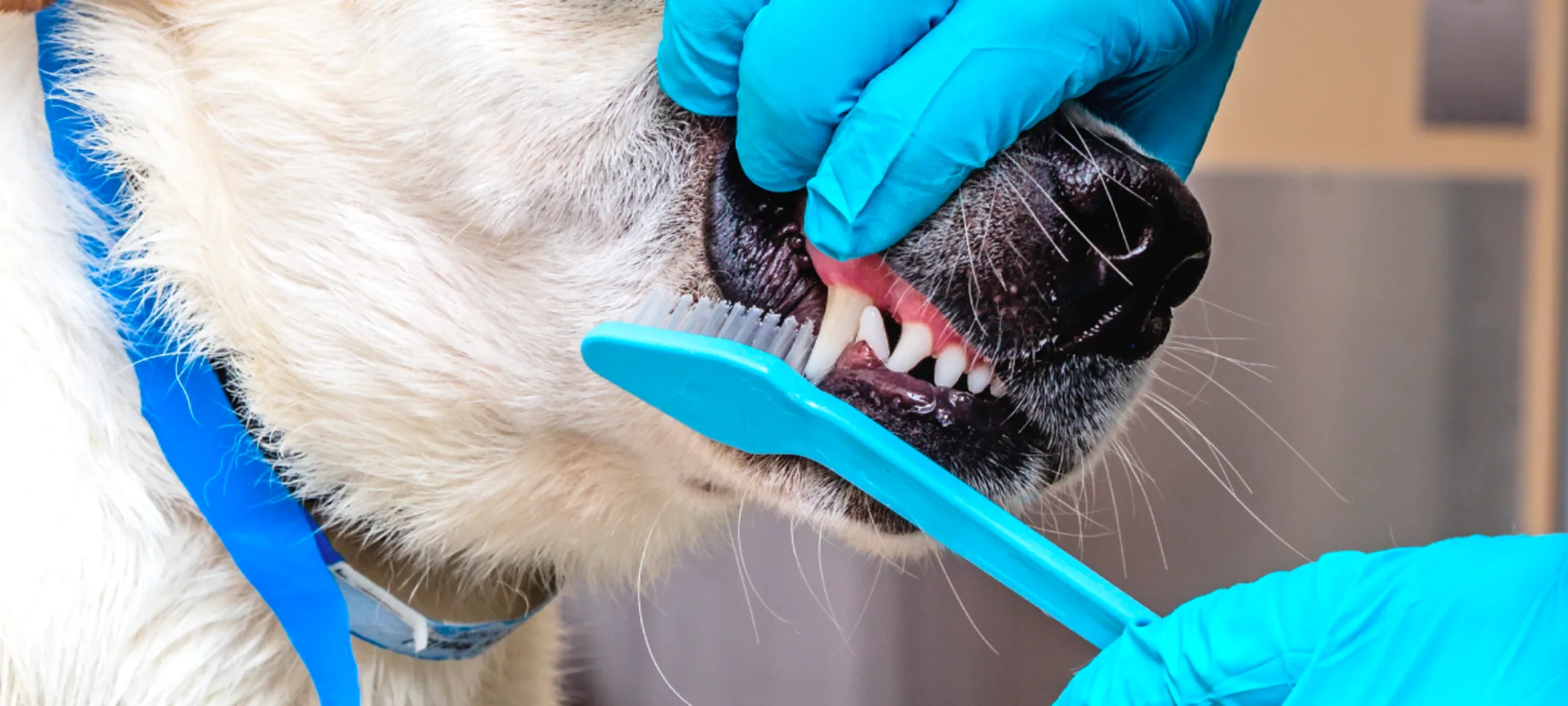 Dog getting dental work